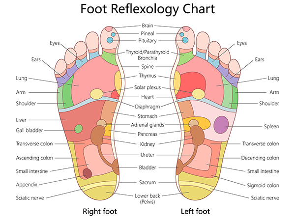 foot reflexology chart used by Toe to Heel Reflexology in Leicester showing pressure points on left and right feet, linking areas to corresponding body organs